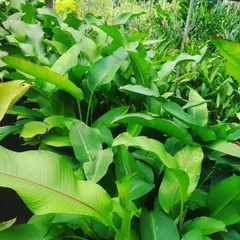 A large collection of Heliconia plants growing under a shade net. I grow these in large numbers to supply landscapers and gardeners looking for a tropical touch.