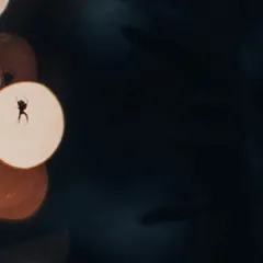 By manually adjusting the focus, I was able to split the image of a single Brown Sailor Spider into three distinct silhouettes against the bokeh, creating this surreal, abstract effect in a single exposure.