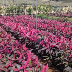 Rows of vibrant pink Cordyline plants under a shade net. Their striking color makes them a popular choice for adding contrast to a landscape design.