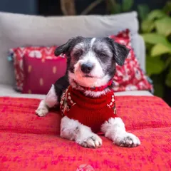 Ollie showing off another festive sweater. At-home sessions are perfect for capturing these seasonal, personal moments.