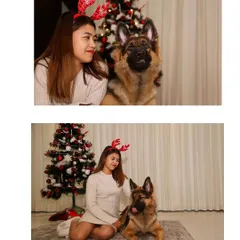 A festive Christmas-themed collage featuring a German Shepherd and a Husky with their owner.