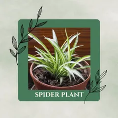 The Spider Plant is resilient and easy to care for. It's known for producing "pups" or baby spider plants, so you can easily share your plant success with friends.