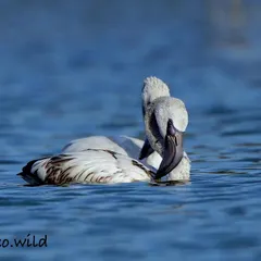 A pair of flamingos resting while floating on the water. This is a common behavior that helps them conserve energy. The calm water and soft light make for a serene and beautiful wildlife photograph.