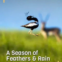 A River Lapwing performs a dramatic leap in the grasslands of Sonkhaliya, Rajasthan, with a Blackbuck in the background. Our monsoon tours are timed perfectly to witness such fascinating courtship displays.