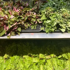Fresh greens at the market. Spinach and other leafy vegetables are not just for eating; they can be used to create beautiful green pigments for painting and dyeing.