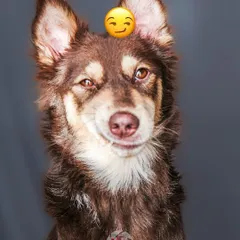 A smirking, fluffy dog against a plain background. Studio sessions are perfect for capturing these subtle, personality-filled micro-expressions.