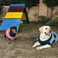 Two friends taking a break by the agility equipment. A Dachshund and a Labrador, both cozy in their sweaters, enjoying the park.