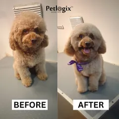 We specialize in breed-specific styling, like this poodle's perfect trim. Our groomers have the expertise to handle different coat types, ensuring your dog gets a haircut that is both beautiful and comfortable.