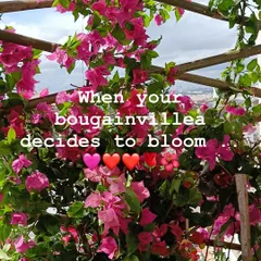A bougainvillea in full bloom is a spectacular sight on any terrace. We can help you care for these vibrant climbers, ensuring they get the right support and conditions to produce a stunning display of color.
