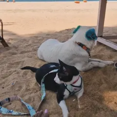A quiet moment on the beach with my dog Aby and cat Polo. Being able to travel and share these experiences with them is one of the greatest joys in my life.
