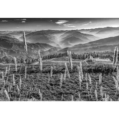 A second perspective of the Fagu landscape in Himachal Pradesh. This version highlights the textures of the wild grass against the soft, rolling hills in the distance, offering a timeless black and white wall art piece.