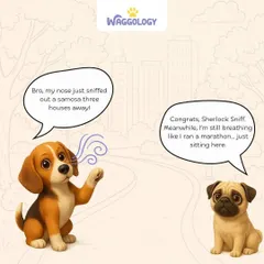The adventures of Sniffy and Wheezy continue. While the beagle's nose can sniff out a samosa from three houses away, the pug is just trying to catch his breath.