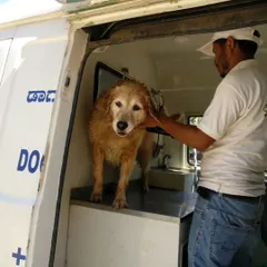 We believe every grooming session should be a positive experience. Here, one of our professional groomers is gently comforting a Golden Retriever after its bath inside our mobile grooming van in Bengaluru.