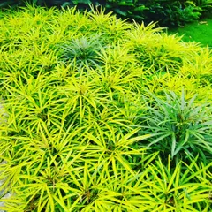 A mass planting of False Aralia (Plerandra elegantissima). Its fine, finger-like leaves create a unique, airy texture in the landscape.