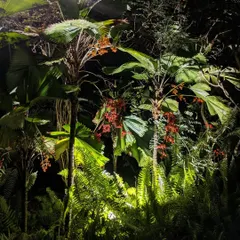 Dramatic uplighting on fan palms and ferns reveals their intricate textures at night. This technique turns plants into dramatic sculptures after the sun goes down.