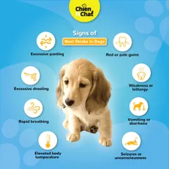 The summer heat can be dangerous. This guide shows the signs of heatstroke in dogs, such as excessive panting and weakness. Knowing these signs can help you act fast and keep your pet safe.