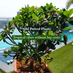 Adding potted plants is a simple way to get tropical vibes without big costs. This image shows a beautiful Frangipani (Champa) plant in a pot next to a pool, adding a touch of nature and elegance.