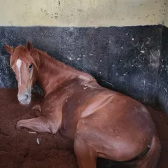 We provide the best for our horses, right down to their bedding. This horse is resting on a deep, comfortable bed of cocopeat, which provides excellent cushioning.