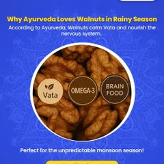 Why I Love Walnuts for the Rainy Season. According to Ayurveda, walnuts are excellent for the monsoon because they help calm the Vata dosha and nourish the nervous system. Rich in Omega-3s, they are the perfect brain food to keep you grounded during this unpredictable season.
