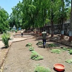 More progress on the lawn installation at the Vadodara park. We work efficiently to cover large areas and ensure the grass establishes well.