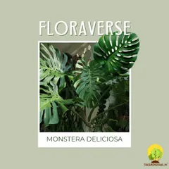 The Monstera Deliciosa, also known as the Swiss Cheese Plant, is famous for its unique, split leaves. It brings a lush, tropical vibe to any indoor setting.