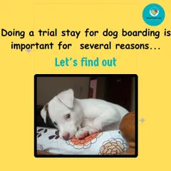A trial stay is crucial for many reasons. It's the first step to ensuring your dog's boarding experience is a positive one.