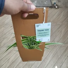 Our thoughtful packaging makes gifting easy and elegant. This image shows a plant in our custom cardboard carrier, complete with a handle and a personalized "Thank You" tag, perfect for event giveaways.