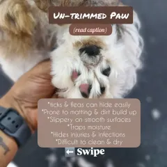 This is an untrimmed paw. The excess fur can trap dirt and moisture, cause matting, hide ticks or injuries, and make it slippery for your dog to walk on smooth surfaces.