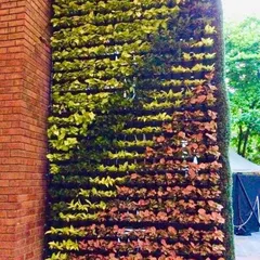 This outdoor living wall combines different plant species to create a natural, blended pattern against a brick building. The mix of green and reddish-leafed plants adds depth and visual interest to the large installation.