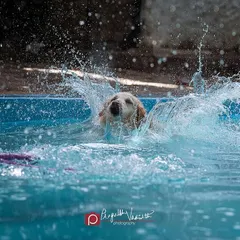 Another angle of the big splash, showing the power and excitement of a dog at play in the water.