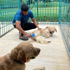 Another view of our comfortable enclosures. The dogs have plenty of room to lie down and relax, and our staff is always there to provide personal attention and care.