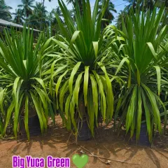 The Big Yucca Green is a hardy and dramatic plant. Its sword-like leaves add a strong architectural element to any garden design.