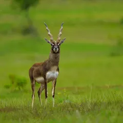 A magnificent male Blackbuck stands proudly in a green meadow. Its unique spiraling horns and striking black-and-white coat make it one of India's most iconic antelopes.