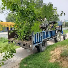 A tractor loaded with saplings, ready for one of our charitable plantation projects. We mobilize our resources and logistics for these important environmental initiatives.