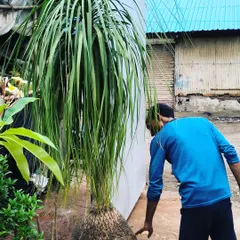 This old boy is a Nolina, or Ponytail Palm, with an impressive 20-inch girth. Its swollen base and cascading leaves give it a unique character, perfect as a focal point.