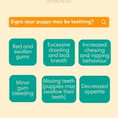 Teething can be a tough time for puppies and their parents. This guide shows you the signs to look for, like red gums and excessive chewing, and offers tips on how to help soothe their discomfort safely.