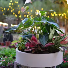 This beautiful arrangement of Anthuriums and Aglaonemas in a white bowl planter makes a perfect, long-lasting green gift for any occasion.