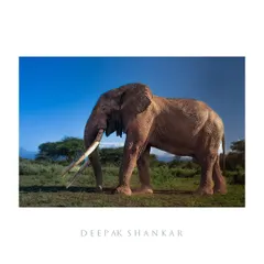 This fine art print of Craig is a tribute to one of the last great tuskers. His presence is a powerful reminder of the beauty and fragility of the wild.