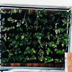 This is one of our corporate bio-wall installations in Yashwantpur, shown here with 60% plant coverage. These living walls are designed to grow in over time, creating a dense green space that naturally purifies the air.
