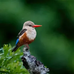 The Grey-headed Kingfisher, a jewel of the savanna. I was lucky to find this one perched in perfect light, its vibrant colors standing out beautifully against the soft green background.