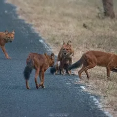 A pack of Dholes on the move during their morning activities. These efficient hunters work together as a team, and witnessing their pack dynamics is a forest highlight.