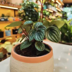 This is the Watermelon Peperomia, one of the most sought after rare indoor plants in Navi Mumbai. Its stunning leaf pattern, resembling a watermelon rind, makes it a beautiful statement piece for any desk or shelf.