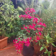 A lush, deep pink Bougainvillea ready to bring a burst of color to a garden. We have these available in various sizes.