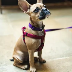 We're a pet-friendly space. This cute furry friend is welcome at several of our locations, so you never have to leave your best pal behind.