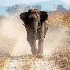 A massive tusker elephant kicking up dust as it walks down a path in Corbett. Capturing this sense of power and motion is a key focus of my photography workshops.