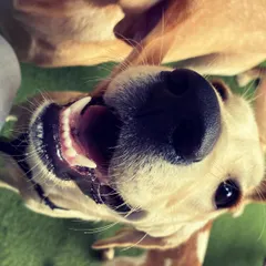 That big smile says it all! This is the face of a dog who is happy, comfortable, and having the time of his life on his pawcation.