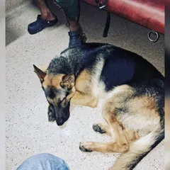 A peaceful nap on the floor of the train coach. My presence helps pets relax and sleep during the journey.