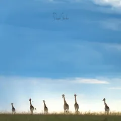 A tower of giraffes against the vast African sky creates a symphony of nature. This minimalist composition, with the silhouettes against the horizon, feels like a painting and shows the artistic beauty we can find in the wild.