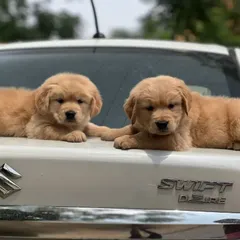 These two Golden Retriever puppies are the definition of a perfect family dog. They are known for their friendly and tolerant attitudes, and as you can see, they are already confident and ready for adventure.