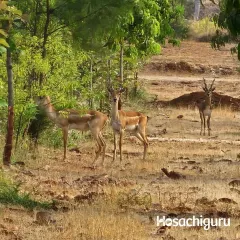 A regular sight at our farms. These blackbucks are not just visitors; they are residents. We practice farming that respects their habitat, allowing wildlife and agriculture to coexist peacefully.